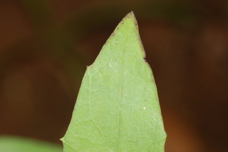 Hieracium paniculatum, leaf tip upper