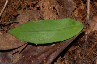 Hieracium paniculatum, leaf upper