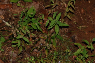 Hieracium paniculatum, plant