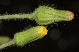 Hieracium scabrum, flower buds