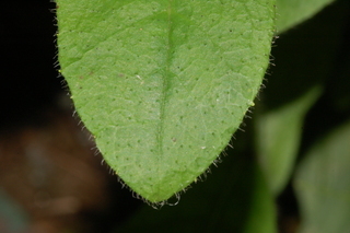 Hieracium scabrum, leaf tip upper
