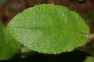 Hieracium scabrum, leaf upper