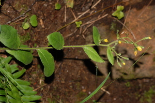 Hieracium scabrum, plant