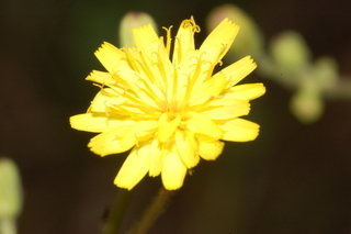 Hieracium scabrum, flower