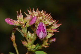 Lespedeza violacea, Violet lespedeza, flower