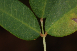 Lespedeza violacea, Violet lespedeza, leaf base upper
