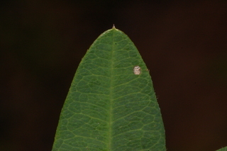 Lespedeza violacea, Violet lespedeza, leaf tip upper