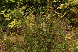 Lespedeza violacea, Violet lespedeza, plant