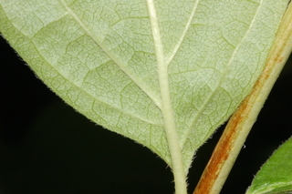 Philadelphus coronarius, Sweet mock orange, leaf base under