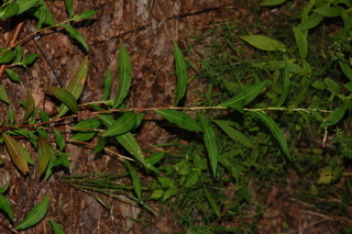 Polygonum pensylvanicum, Pennsylvania smartweed, plant