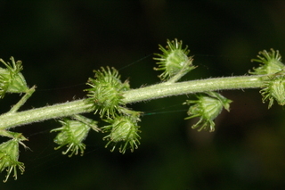Agrimonia parviflora, Harvestlice