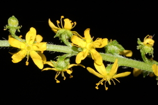 Agrimonia parviflora, Harvestlice, flowers