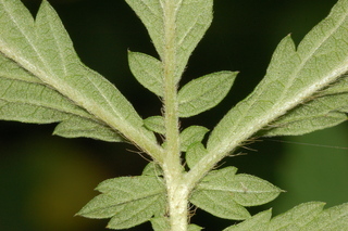 Agrimonia parviflora, Harvestlice, leaf base under