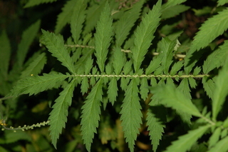 Agrimonia parviflora, Harvestlice, leaf upper