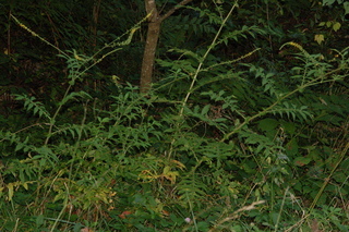 Agrimonia parviflora, Harvestlice, plant