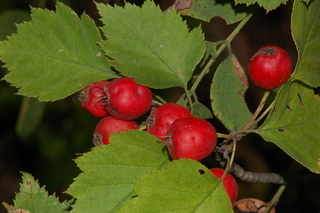 Crataegus macrosperma, leaves and fruit