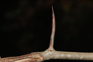 Crataegus macrosperma, thorn