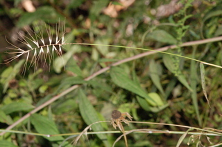 Elymus hystrix, Eastern bottlebrush grass