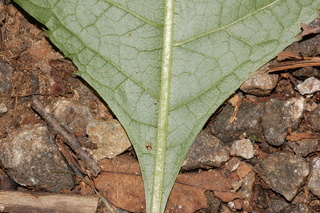 Eupatorium purpureum, Sweetscented joe pye weed, leaf base under