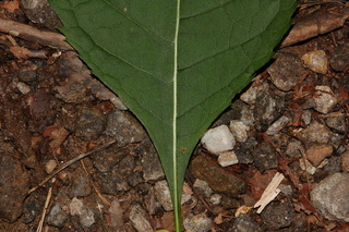 Eupatorium purpureum, Sweetscented joe pye weed, leaf base upper