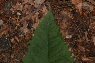 Eupatorium purpureum, Sweetscented joe pye weed, leaf tip upper