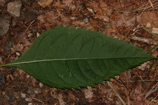 Eupatorium purpureum, Sweetscented joe pye weed, leaf upper