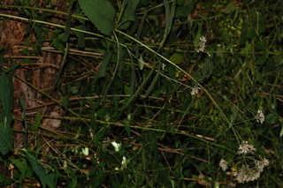 Eupatorium purpureum, Sweetscented joe pye weed, plant