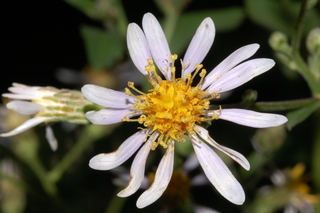 Eurybia macrophylla, Bigleaf aster, flower