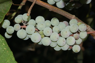 Vitis aestivalis, Summer grape