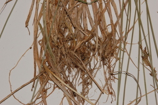 Carex brunnescens, Brownish sedge