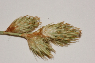 Carex festucacea, Fescue sedge