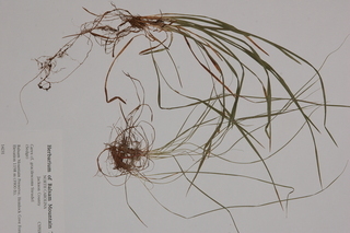 Carex gracilescens, Slender looseflower sedge