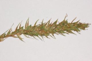 Carex gynandra, Nodding sedge