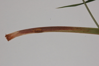 Carex gynandra, Nodding sedge