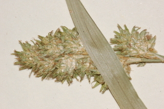 Carex normalis, Greater straw sedge
