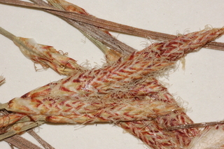 Carex pensylvanica, Pennsylvania sedge