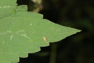 Agastache scrophulariifolia, Purple giant hyssop, leaf tip upper