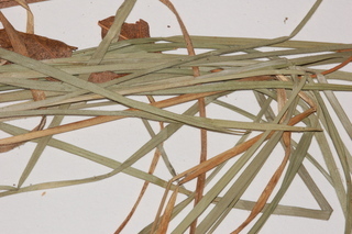 Carex virescens, Ribbed sedge