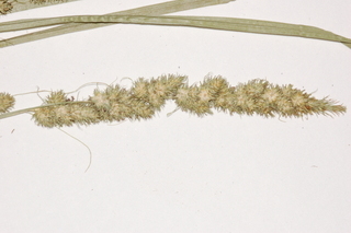 Carex vulpinoidea, Fox sedge