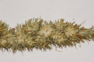 Carex vulpinoidea, Fox sedge