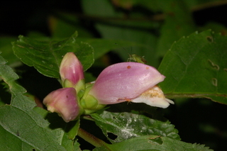 Chelone lyonii, Pink turtlehead, flower