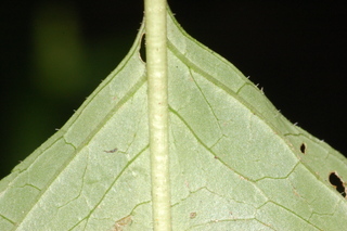 Chelone lyonii, Pink turtlehead, leaf base under