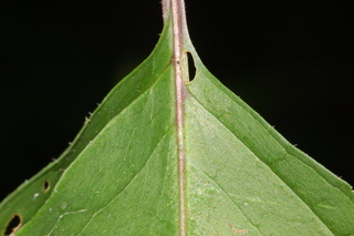 Chelone lyonii, Pink turtlehead, leaf base upper