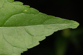 Chelone lyonii, Pink turtlehead, leaf tip upper