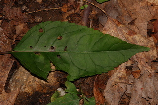 Chelone lyonii, Pink turtlehead, leaf upper