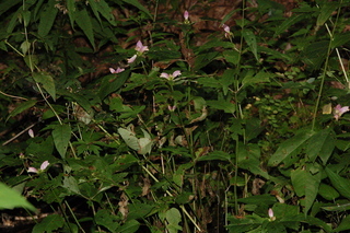 Chelone lyonii, Pink turtlehead, plant