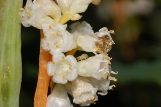 Cuscuta rostrata, Beaked dodder, flowers