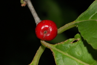 Ilex montana, fruit