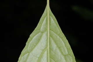 Ilex montana, leaf base under