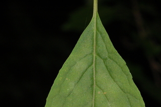 Ilex montana, leaf base upper